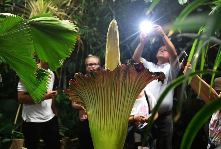 Dortmunder Titanenwurz Dortmunder Titanenwurz