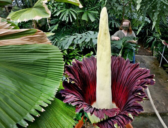 Titanenwurz im Botanischen Garten öffnet sich Titanenwurz im Botanischen Garten öffnet sich