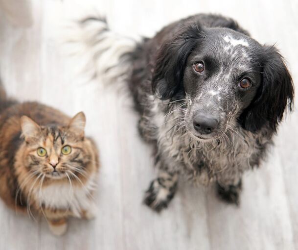Wer kann diesen Blicken schon widerstehen? Eine Katze oder ein Hund bringen buchstäblich Leben in die Bude.