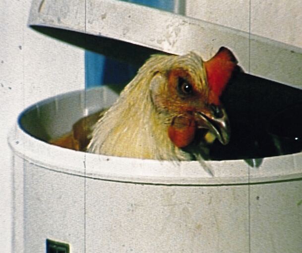 Pia Maria Martins „Marche au Supplice“.