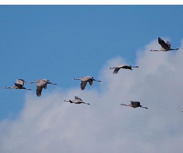 In dieser V-Formation fliegend wurden die Kraniche dieser Tage im Landkreis Ludwigsburg beobachtet.