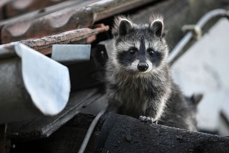 Waschbär