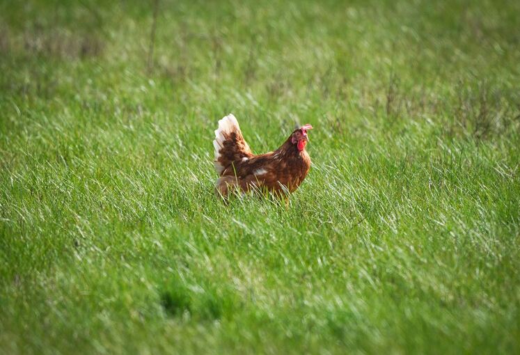 Polizei rettet Tiere aus misslicher Lage