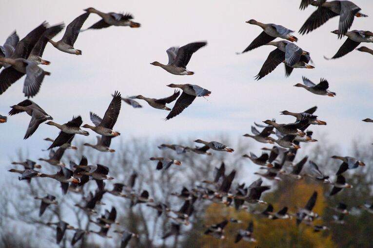 Vogelgrippe Vogelgrippe