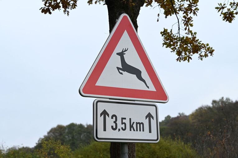 Zeitumstellung - Gefahr von Wildunfällen Zeitumstellung - Gefahr von Wildunfällen