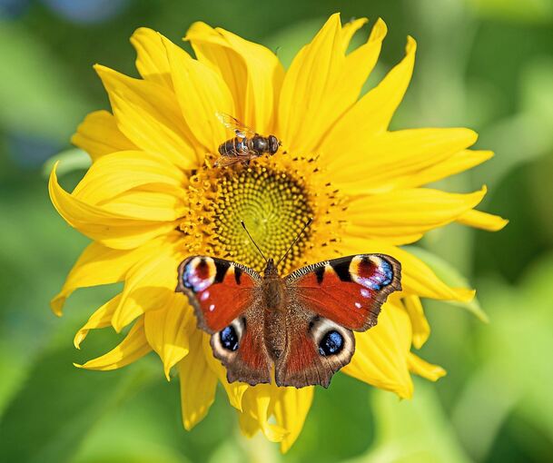 Erst wurde aus einem verwilderten Garten ein grünes Refugium, dann kam ein Gartenhaus hinzu und schließlich jede Menge Ärger mit den Nachbarn.