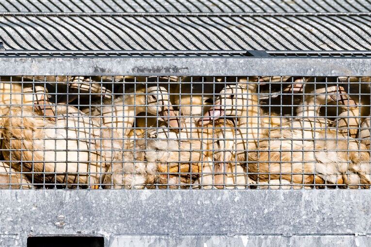Vogelgrippe Vogelgrippe