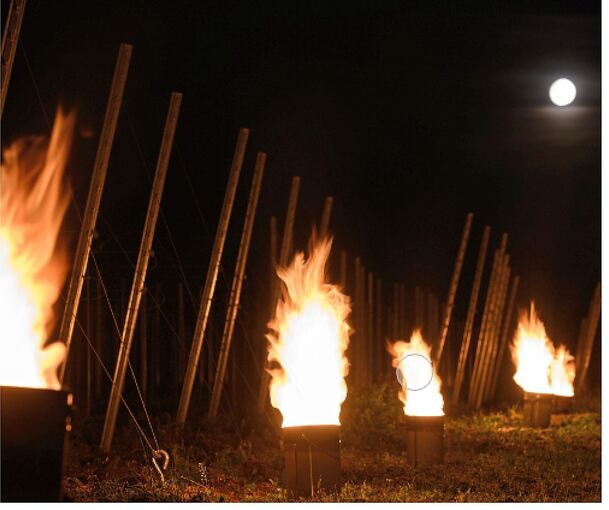 Nächtlicher Feuerschein zwischen den Rebstöcken: So oder so ähnlich dürfte es am Freitag auch auf dem Harzberg aussehen.