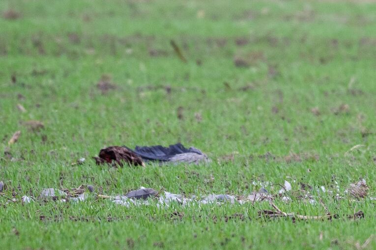 Vogelgrippe in Brandenburg Vogelgrippe in Brandenburg