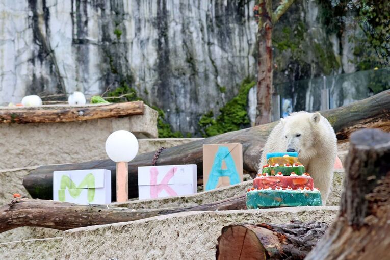 Eisbär Mika feiert Geburtstag