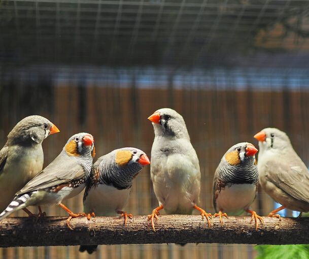 Klein, bunt und putzig: Auch Zebrafinken wurden bei der Vogelschau in Freiberg gezeigt.