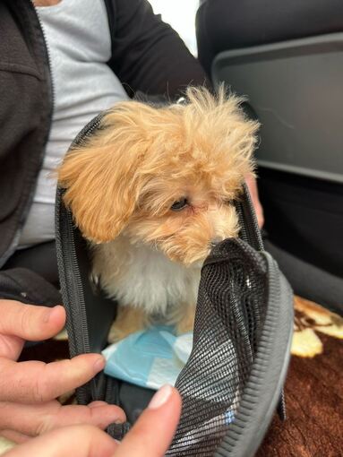 Polizei stoppt Welpenhandel