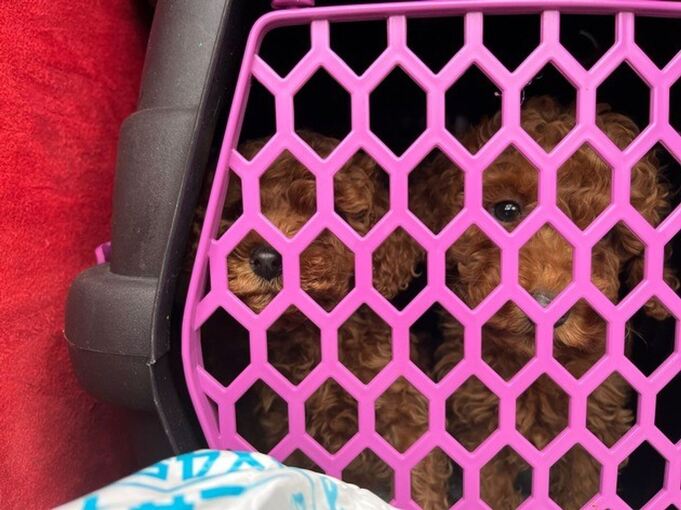 Polizei stoppt Welpenhandel