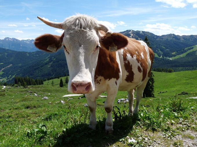 Eine Kuh steht auf einer Weide Eine Kuh steht auf einer Weide