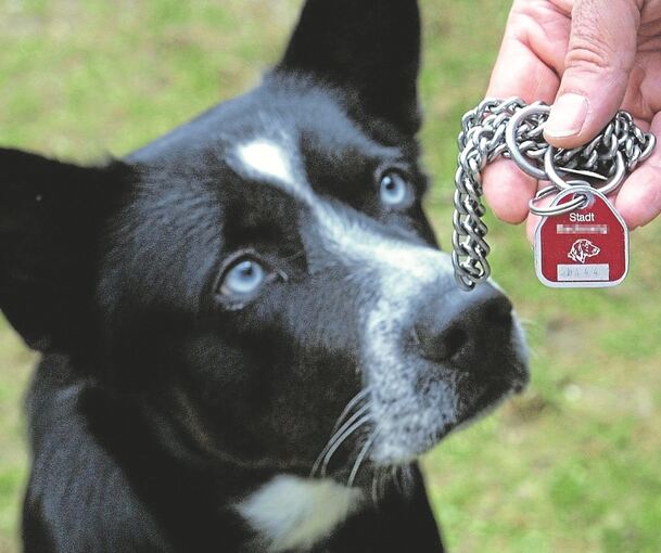 Veränderungen gibt es nicht nur beim Steuersatz, sondern auch bei den Steuermarken für die Vierbeiner.