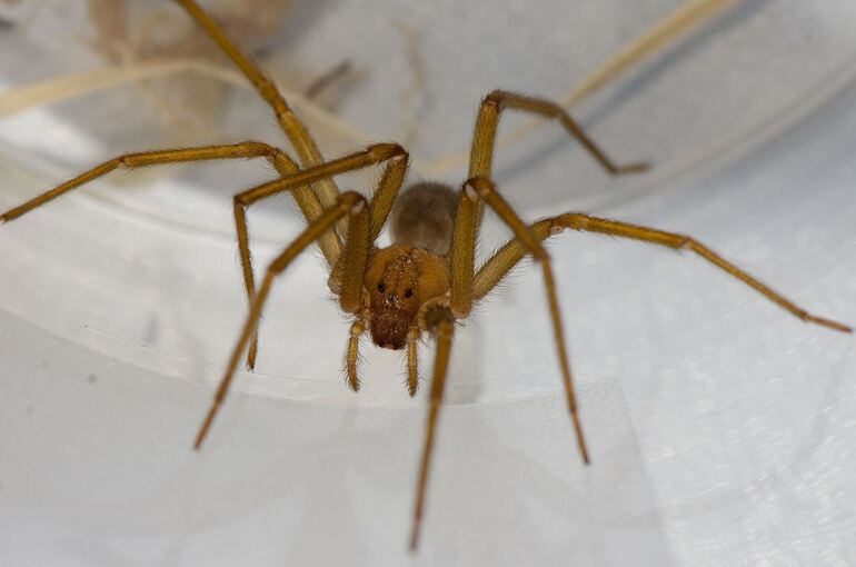 Chilenische Einsiedlerspinne in Tübingen