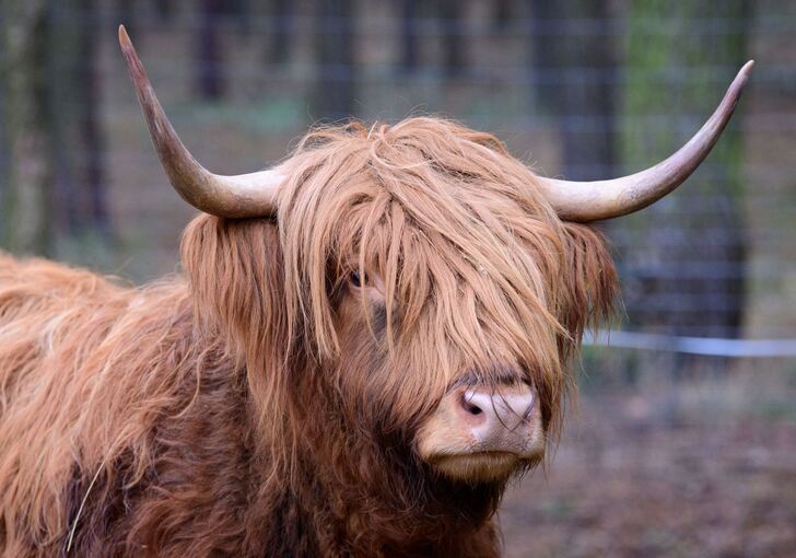 Ein Schottisches Hochlandrind Ein Schottisches Hochlandrind