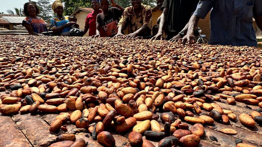 Kakaoernte in Ghana Kakaoernte in Ghana