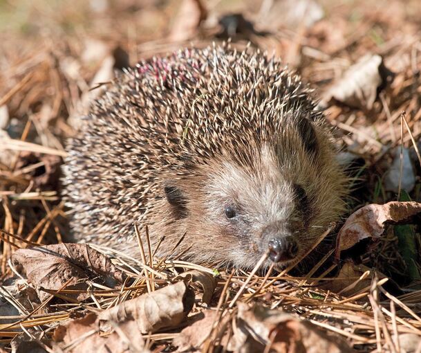 Viele Igel brauchen im Herbst und Winter Hilfe.