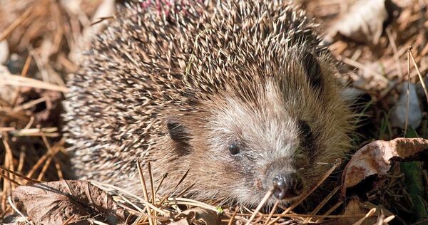Viele Igel brauchen im Herbst und Winter Hilfe.