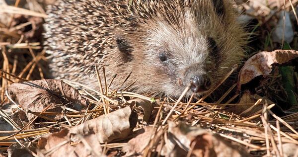 Igel sind nachts unterwegs und suchen Futter. Deshalb sollten Mähroboter ihre Arbeit tagsüber verrichten.