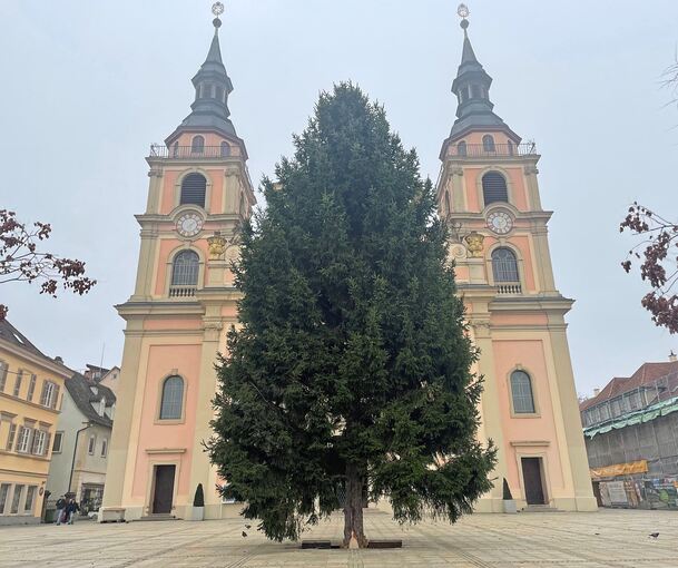 Diese Fichte aus Oßweil schmückt jetzt den Ludwigsburger Marktplatz.