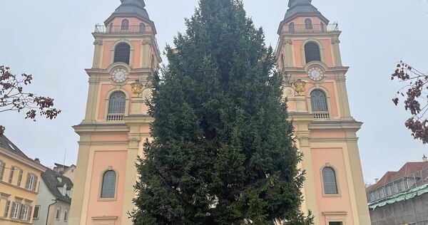 Diese Fichte aus Oßweil schmückt jetzt den Ludwigsburger Marktplatz.