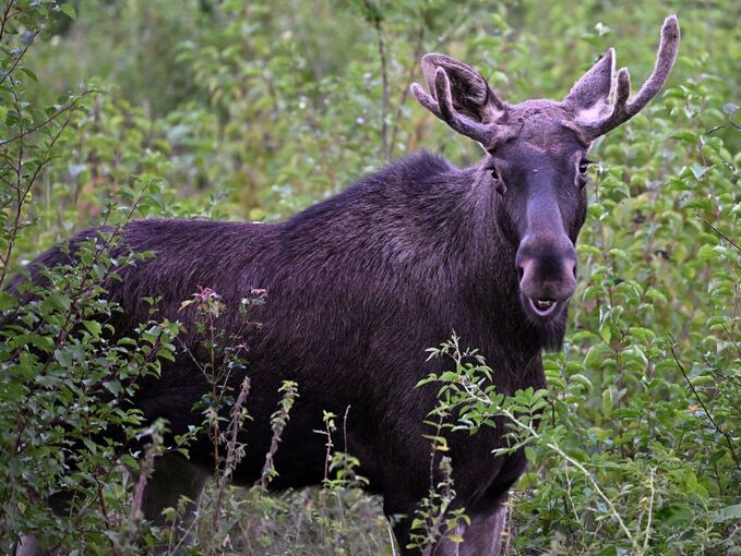 Elche auf Wanderschaft werden immer wieder gesichtet Elche auf Wanderschaft werden immer wieder gesichtet
