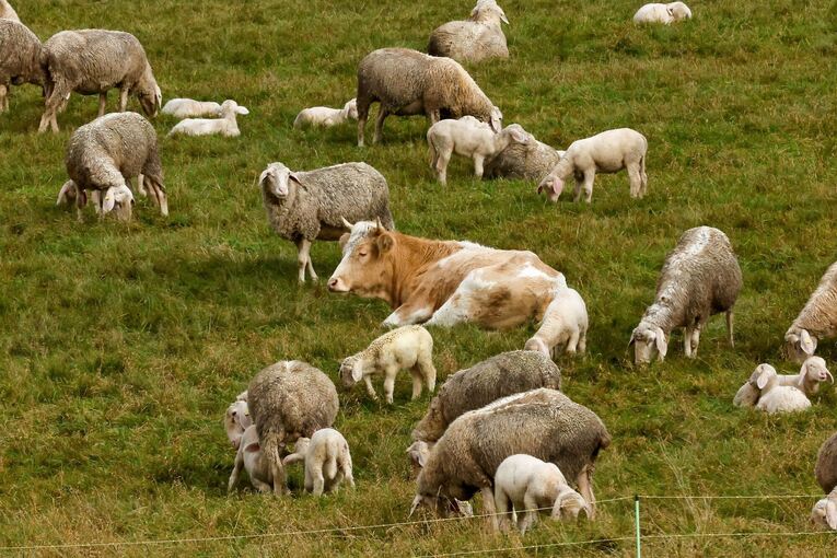 Kuh bei Schafsherde Kuh bei Schafsherde