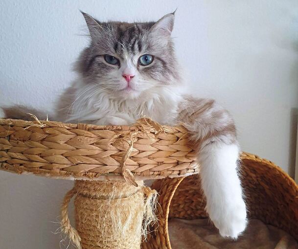 Kater Freddy aus Pleidelsheim leidet unter der schmerzhaften Krankheit FORL.