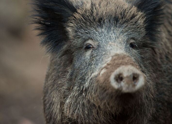 Wildschwein Wildschwein