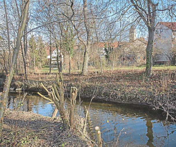 Die Glems in Schwieberdingen: Ein eingeschleppter Pilz zerstört die Baumlandschaft am Ufer im großen Stil.