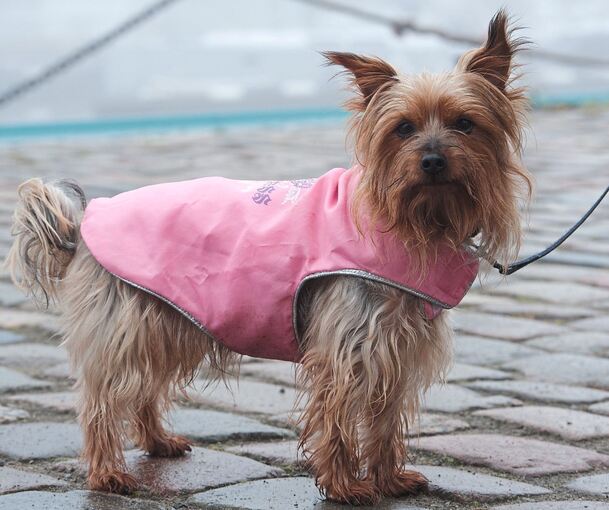 Warm anziehen müssen sich in Möglingen Hund und Herrchen: Die Hundesteuer wird angehoben.
