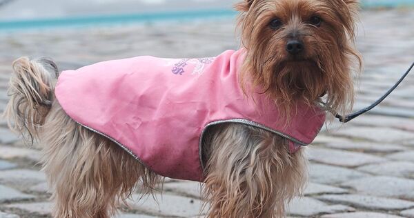 Warm anziehen müssen sich in Möglingen Hund und Herrchen: Die Hundesteuer wird angehoben.