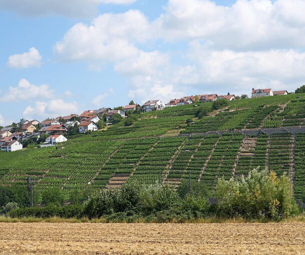 Blick auf die Steillagen in Gemmrigheim.