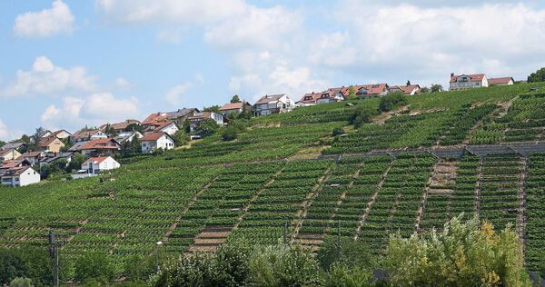 Blick auf die Steillagen in Gemmrigheim.