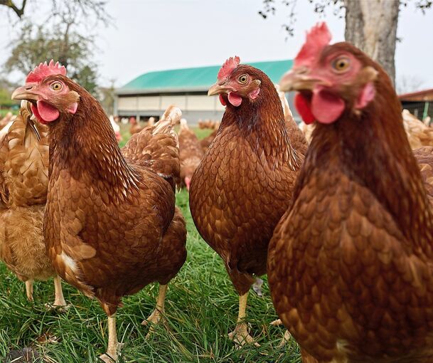 Glückliches Huhn, gute Eier: Nach dem Motto leben auch die Eier auf dem Hof in Eglosheim. (Archivbild)