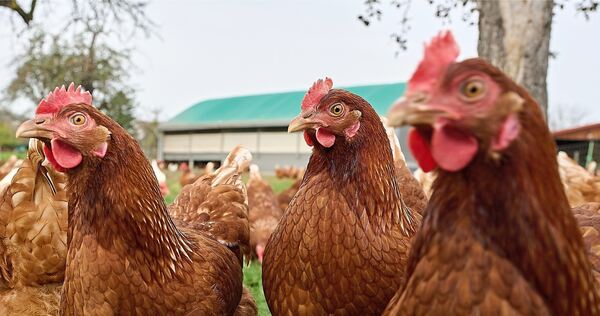 Glückliches Huhn, gute Eier: Nach dem Motto leben auch die Eier auf dem Hof in Eglosheim. (Archivbild)