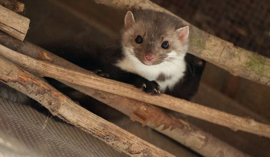 Steinmarder Steinmarder