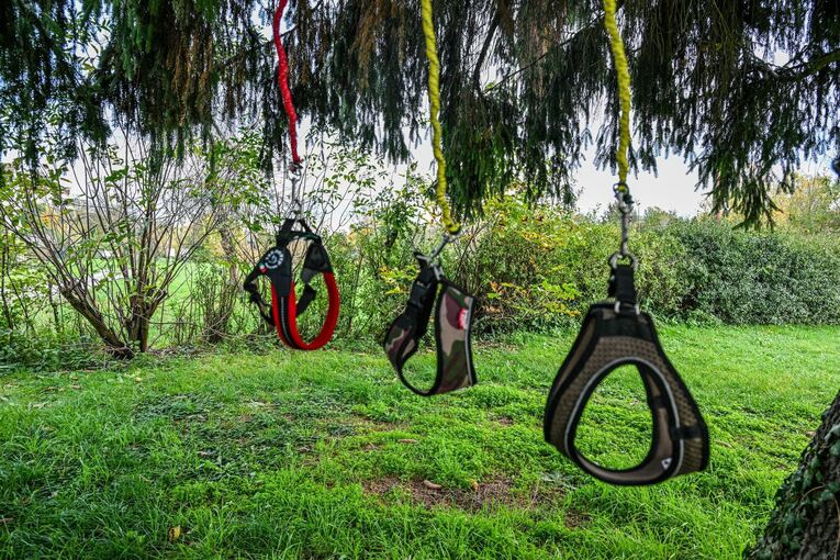 Hobby-Dogging - ein neuer Trend Hobby-Dogging - ein neuer Trend