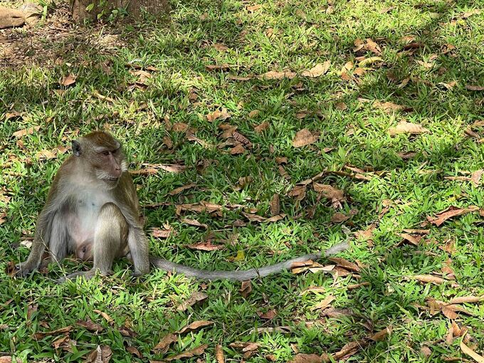 Langschwanzmakake Langschwanzmakake