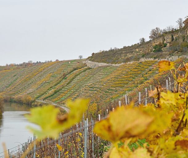 Hier, am Wurmberg, soll das Weinfestival in Hessigheim das erste Mal stattfinden.