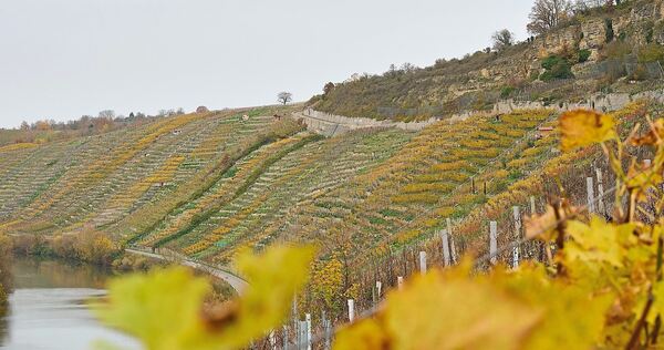 Hier, am Wurmberg, soll das Weinfestival in Hessigheim das erste Mal stattfinden.