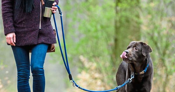 Teure Hundeliebe: Ludwigsburg erhöht die Steuer für Vierbeiner ab 2026