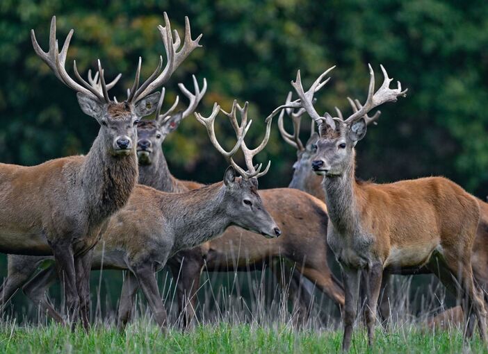 Rothirsche Rothirsche