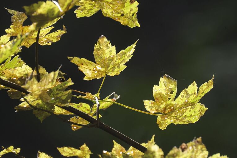 Wetter in Baden-Württemberg