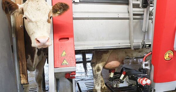 Während Kuh Ramona bereits gemolken wird, wartet Kuh Milka noch in der Schlange, bis sie ebenfalls in den Melkroboter kann.