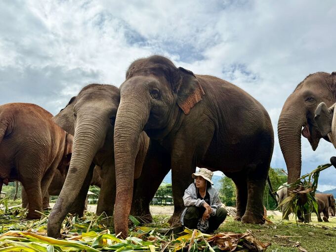 «Elefantenflüsterin» Saengduean «Lek» Chailert «Elefantenflüsterin» Saengduean «Lek» Chailert