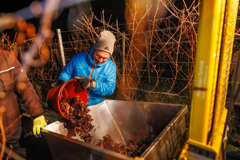 Eisweinlese in Südbaden Eisweinlese in Südbaden