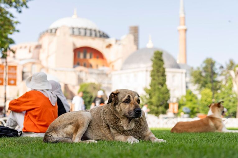 Streunende Hunde in der Türkei